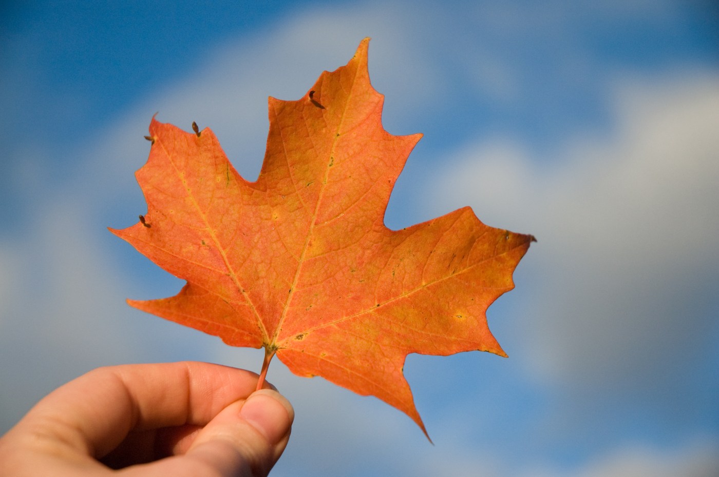 Maple leaf - Heather Katoulis from Flickr